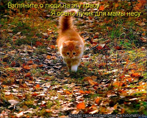 http://filed8-17.my.mail.ru/pic?url=http%3A%2F%2Fkotomatrix.ru%2Fimages%2Flolz%2F2011%2F10%2F02%2F1004775.jpg&amp;mw=&amp;mh=&amp;sig=5189bfb6a01f720582f3500218268a20
