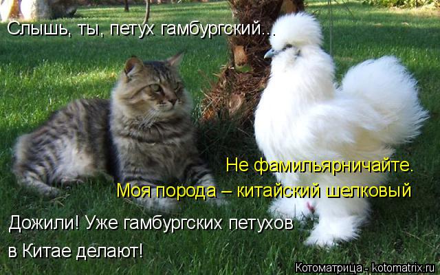 Котоматрица: Слышь, ты, петух гамбургский... Не фамильярничайте.  Моя порода – китайский шелковый Дожили! Уже гамбургских петухов  в Китае делают!