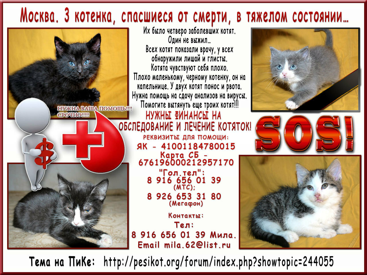 Москва. 3 котенка, спасшиеся от смерти, в тяжелом состоянии…
