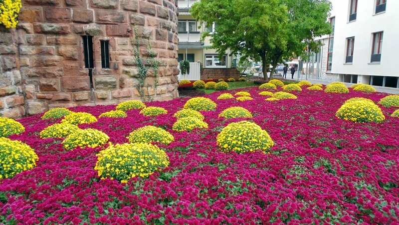 Хризантема германский флаг фото на клумбе